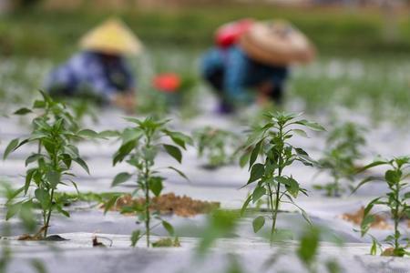 余干辣椒种植一亩种多少株