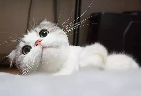 赞猫咪的幽默句子