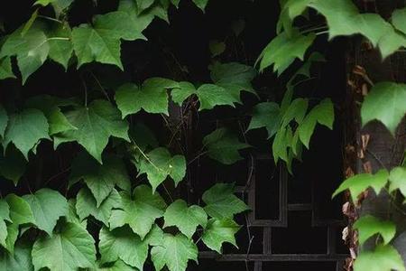 凭栏听雨声,倚窗拂清风意思