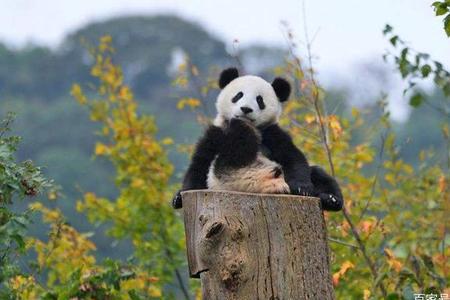 熊猫的别名是什么