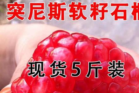 紫玉石榴和突尼斯哪个果大