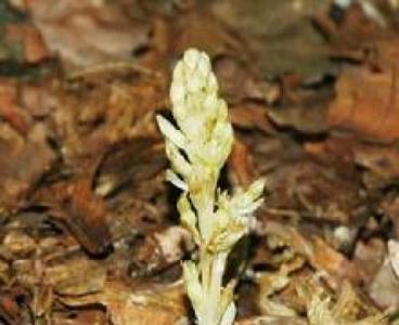 簕竹根如何催芽