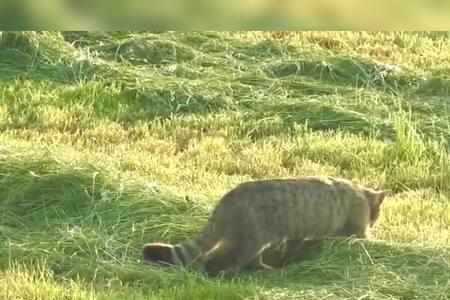 野猫母亲一般多久觅食回来一次