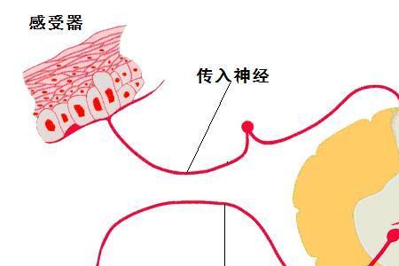 大脑皮层连接的效应器是什么