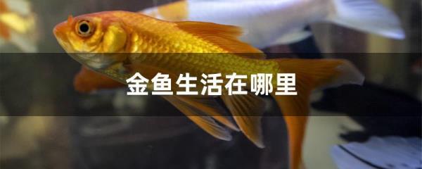 金鱼能活在海里吗