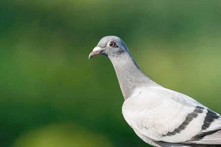 新手养信鸽适合养多少只