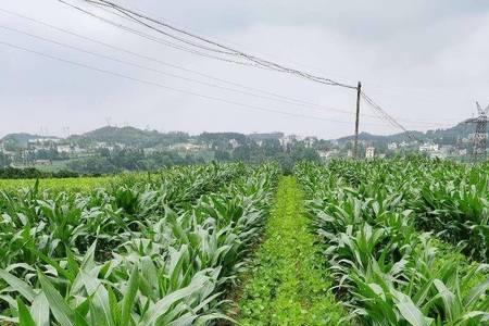 带状种植什么意思