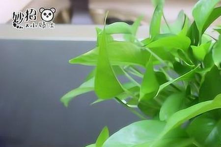 小苏打养花方法