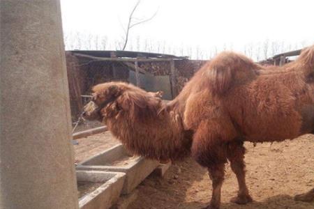 陕西关中地方可以养骆驼吗
