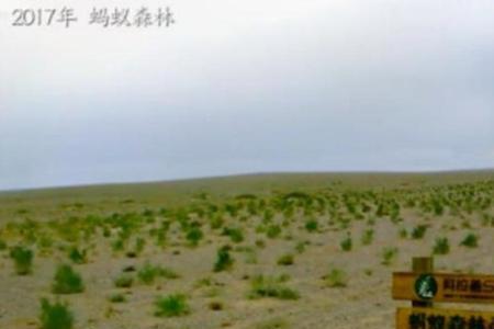 蚂蚁森林种两棵树有区别吗