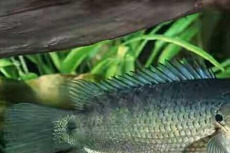 粗线鱼能活多久