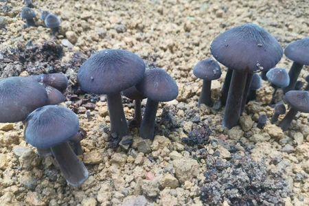 黑皮鸡枞菌怎么催芽