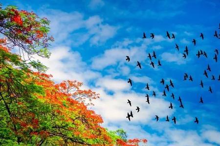 攀枝花会开吾悦广场吗