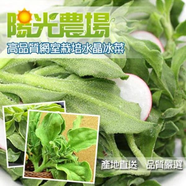 冰菜一年可以种几次