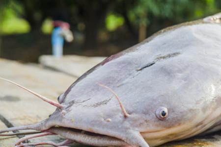 梭边鱼与鲶鱼图片对比