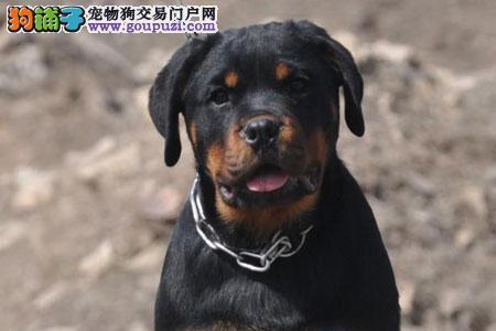 我的罗威纳四个月为什么不凶猛