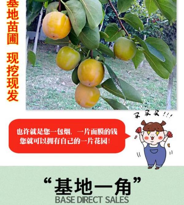 灯笼柿广东能种吗