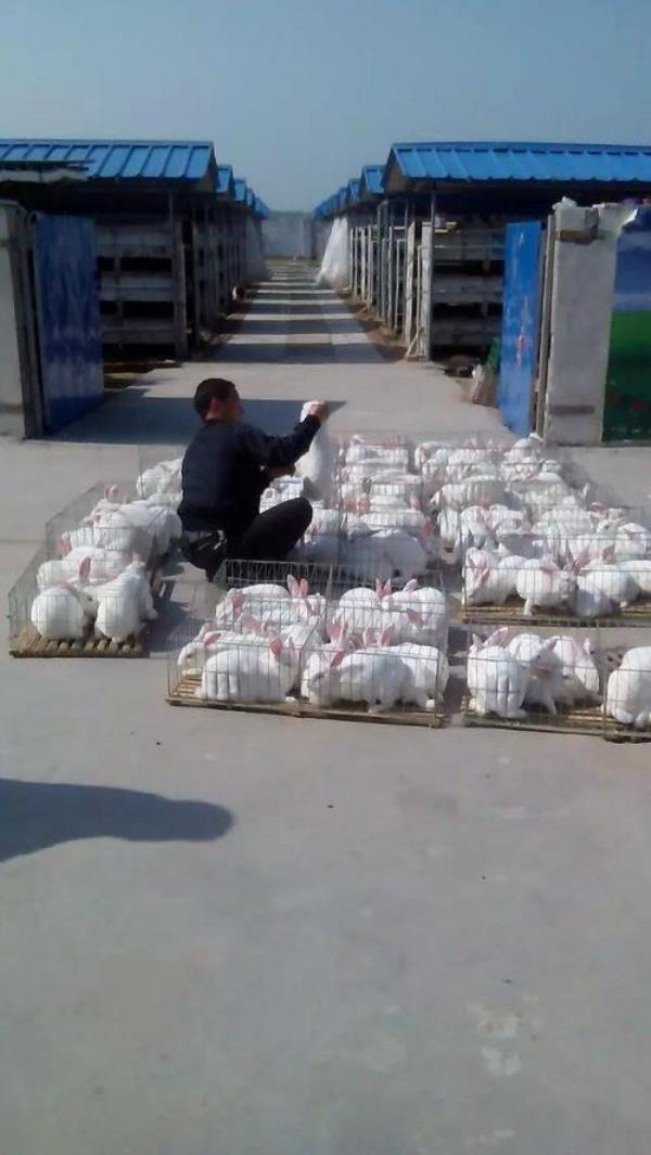 肉兔皮适合做什么产品
