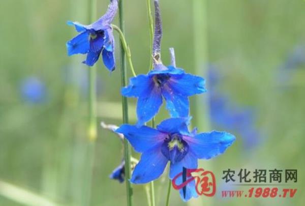 龙胆花种植方法有哪些
