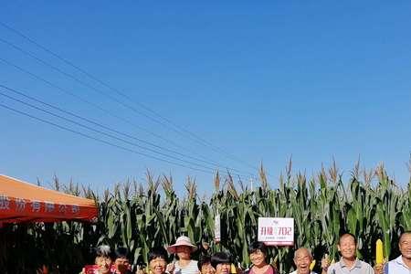 伟科702在河北夏播玉米怎么样
