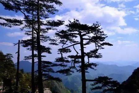 松树喜阳还是阴