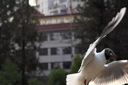 上海与海鸥有什么关系