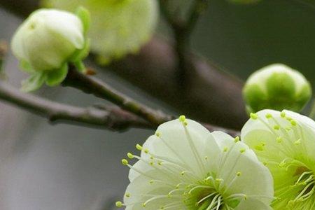 白梅花结果实吗