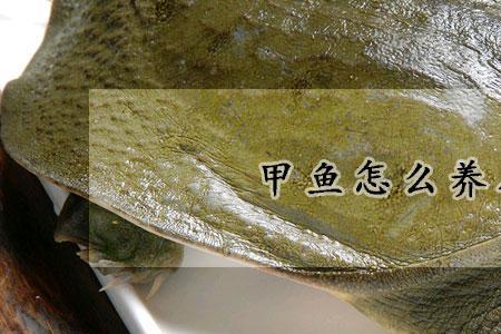 朋友送了一只甲鱼，怎么才能养活