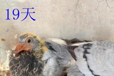 幼鸽每次飞出几天不回的