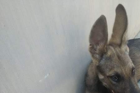 狼青犬一般能活多长时间