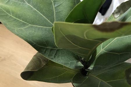 琴叶榕新长的叶子尖裂开了