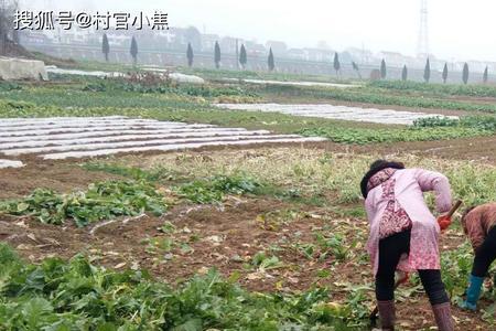 田亩补贴怎样更换户主