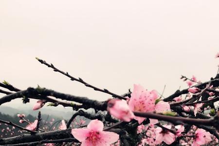 桃花一簇开五主，取期深红弃浅绿