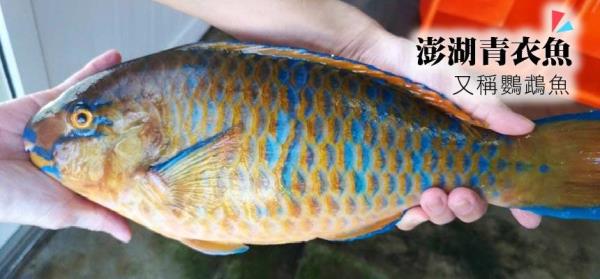 淡水青衣鱼是保护动物吗