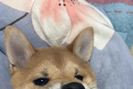 一个人张牙咧嘴什么意思