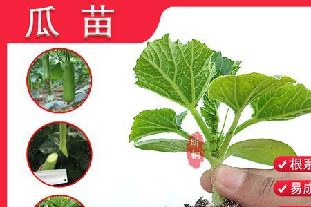 冬瓜苗可以嫁接葫芦吗