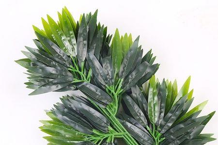 竹叶菊的叶子