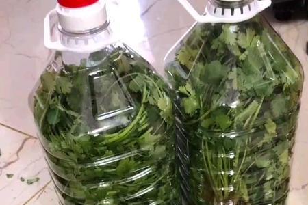 香菜室外储存方法