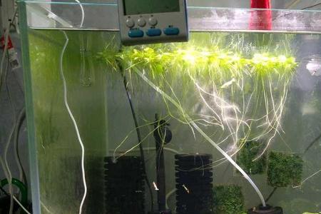 水晶虾缸里卤包有什么用