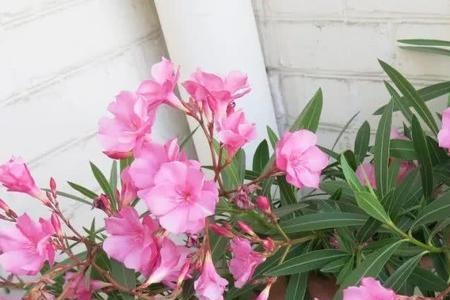 适合养在客厅的花夹竹桃