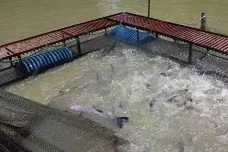 吊水鱼养殖成本及利润