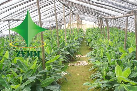 3-5cm巴西苗怎样过冬