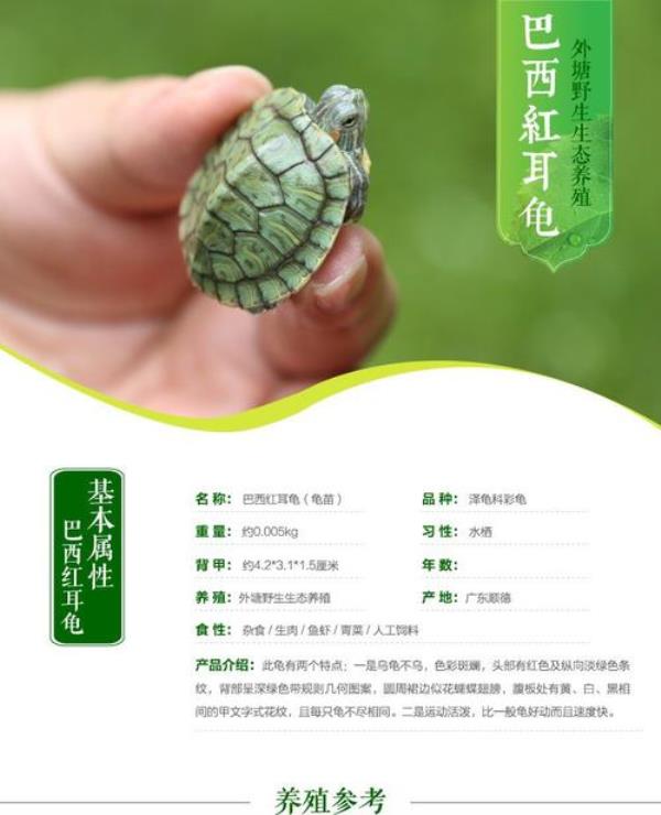 巴西红耳龟怎么宰杀