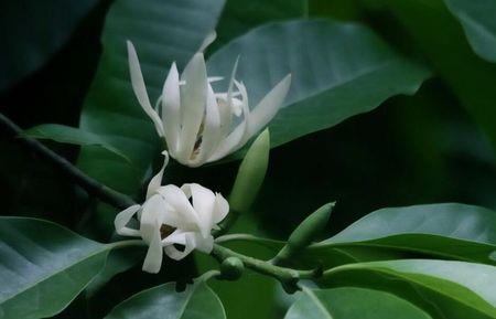 白兰和茉莉哪个更耐寒