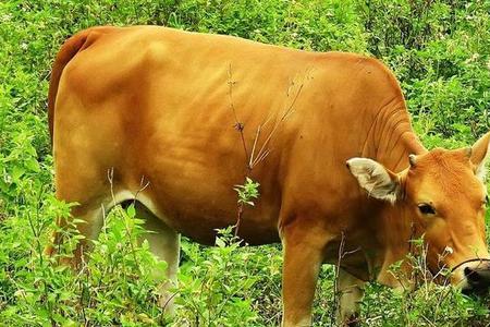 水牛脚和黄牛脚怎么区分