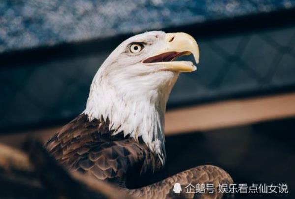 一什么老鹰