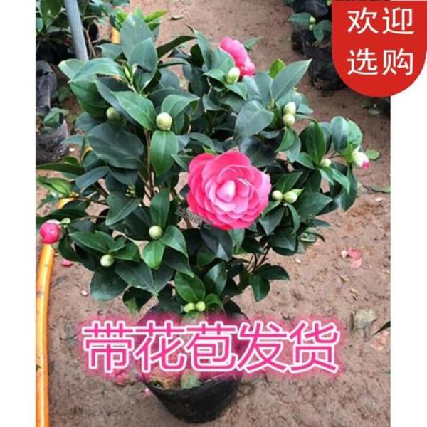 80cm茶花需要多深的花盆