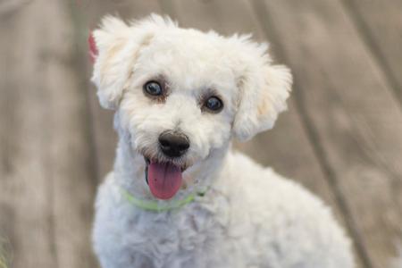 比熊梳毛会不会疼