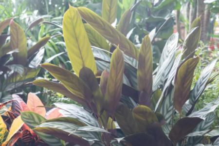 竹芋为什么晚上叶子立起来