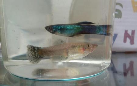 孔雀鱼公母大小差得多能繁殖吗